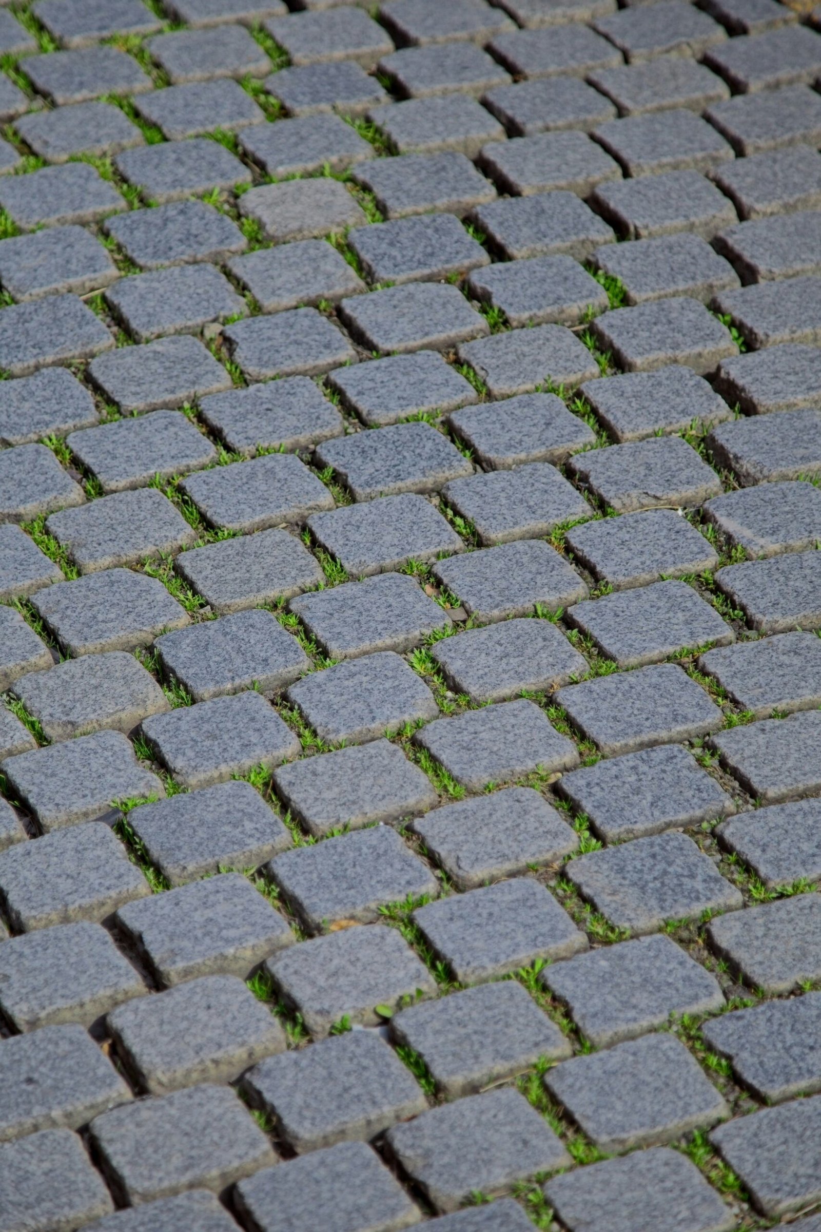 Stone cobblestone paver path with grass and weeds growing between the joints, showing need for maintenance