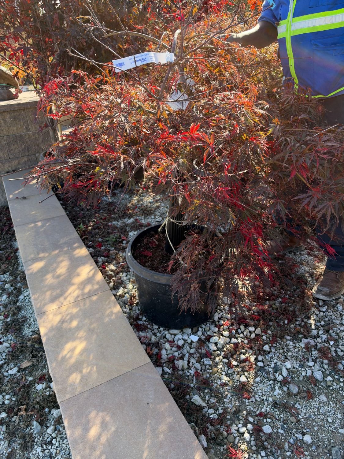 Practical Exterior Maintenance planting a Japanese maple beside a paver edge during a backyard project